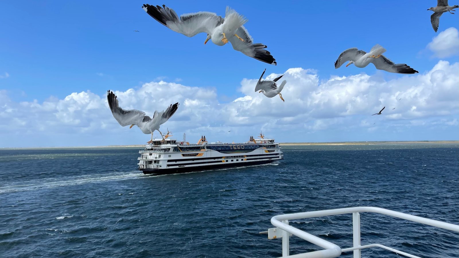 TESO-ferry met meeuwen